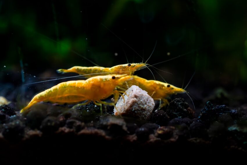 Photo Tempura shrimp